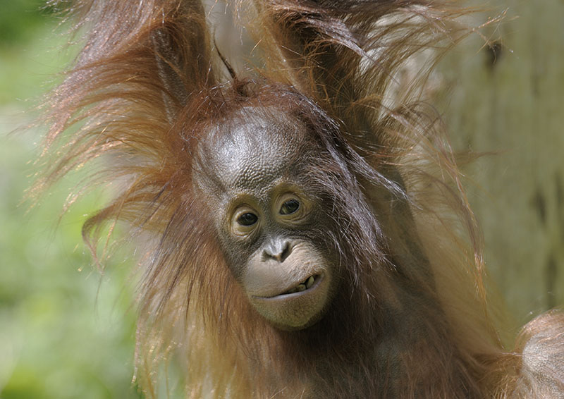 Bornean orang utan Tatau