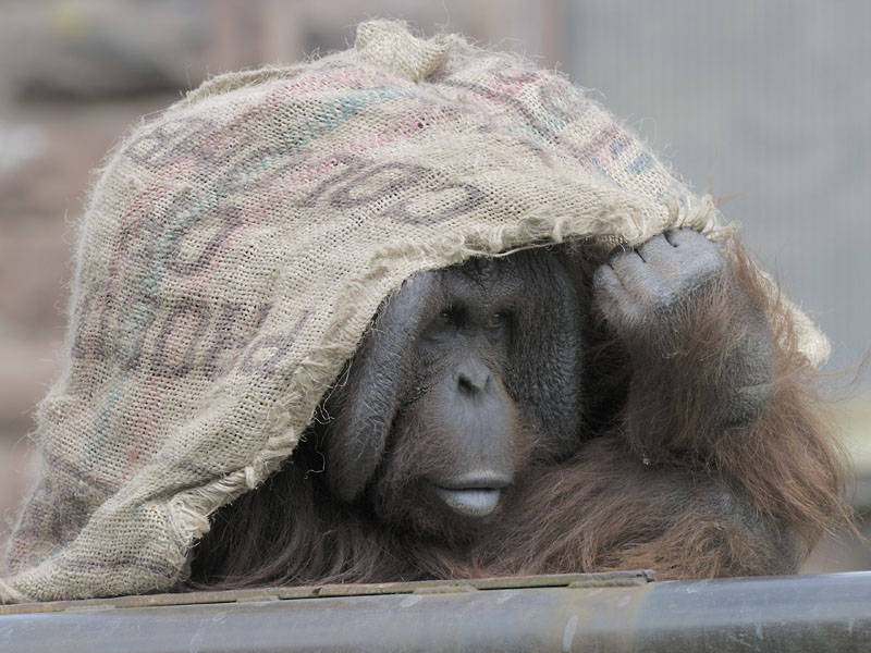 Bornean orang utan Tuan