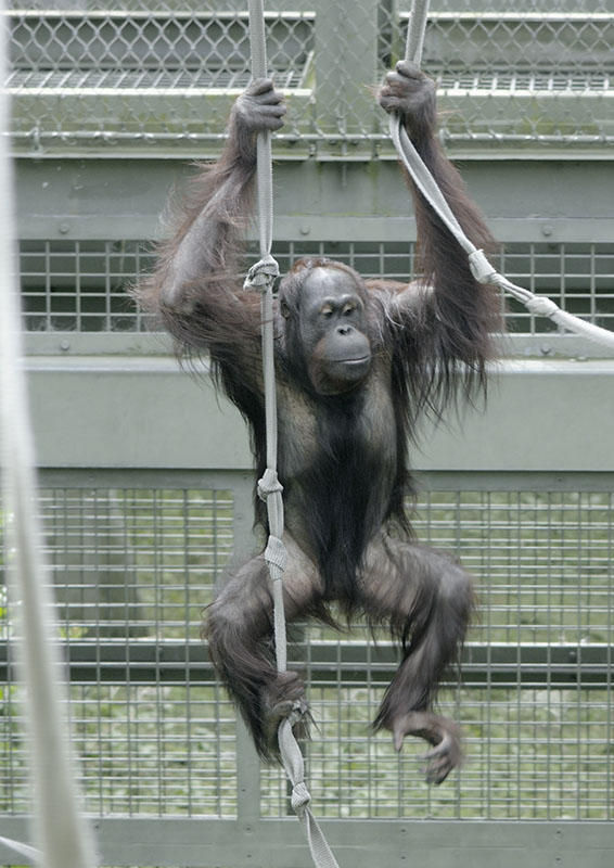 Bornean orang utan Willie