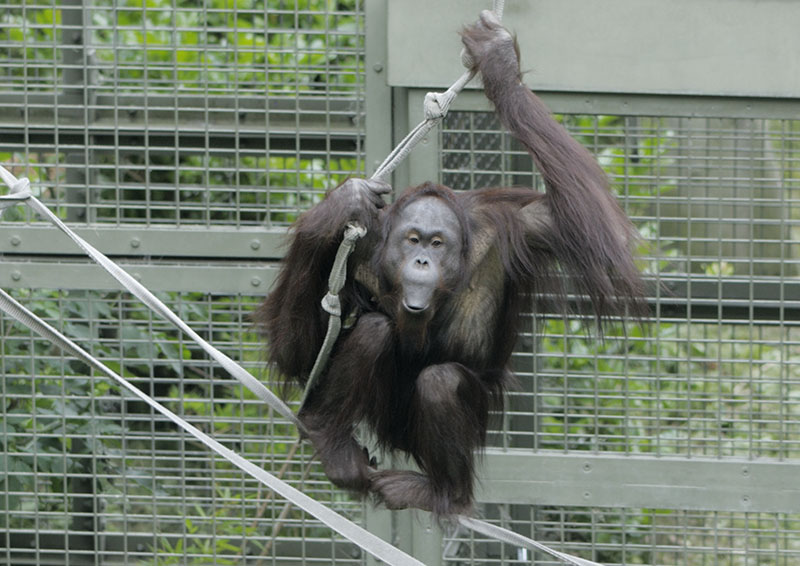 Bornean orang utan Willie