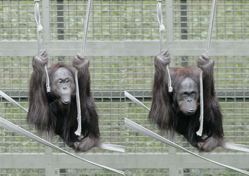 Bornean orang utan Willie