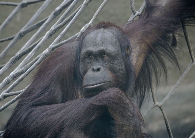 Bornean orang utan 'Willie'