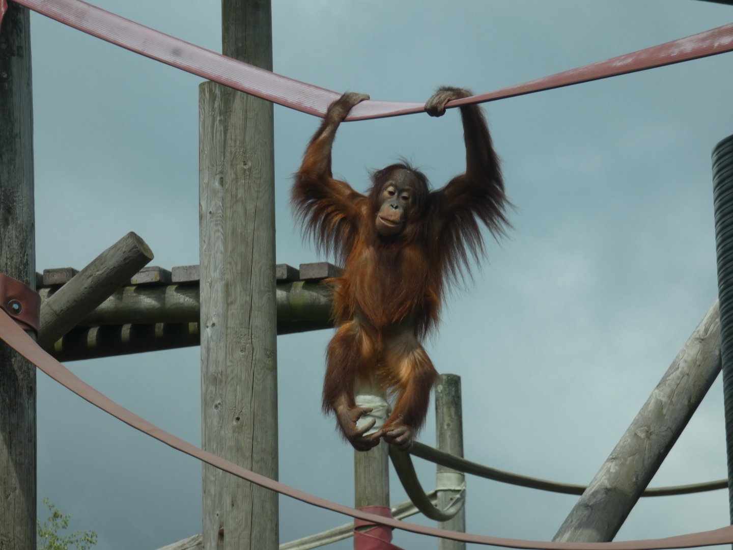 Bornean orang-utan young male