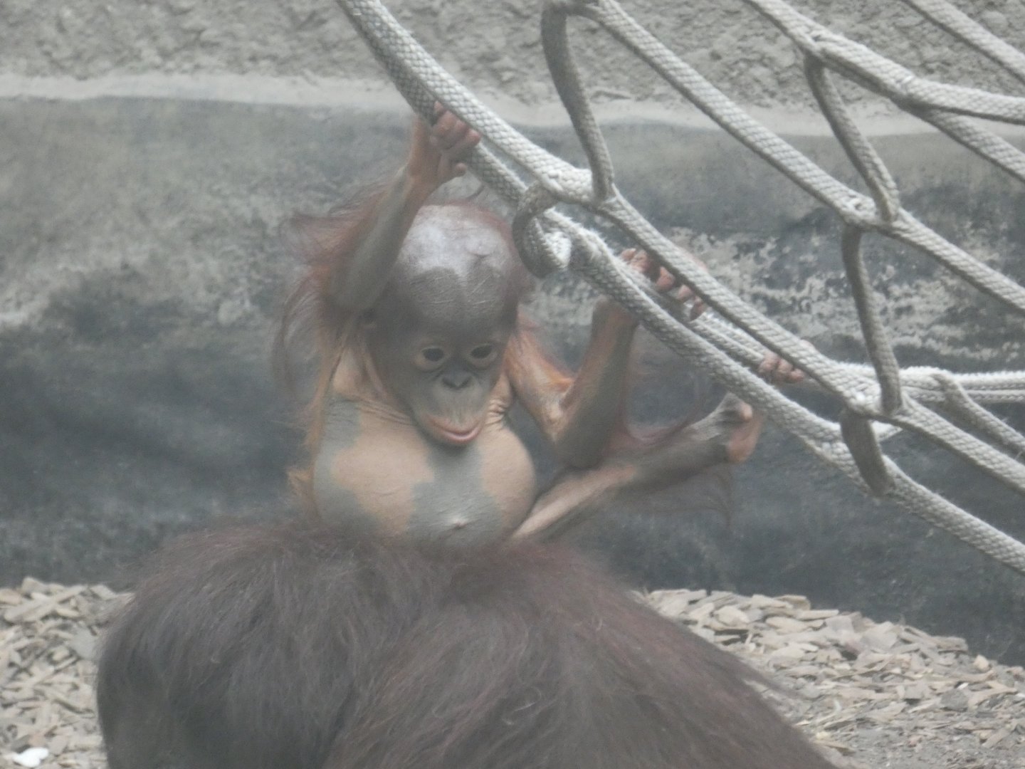 Bornean orang-utan young