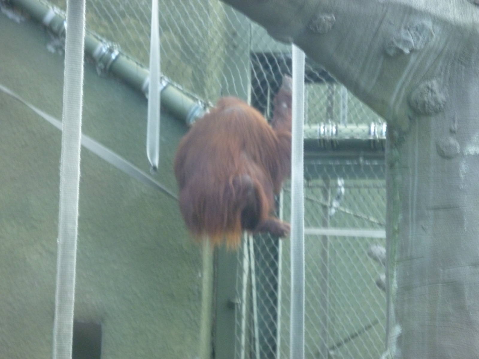 Bornean Orang-utan
