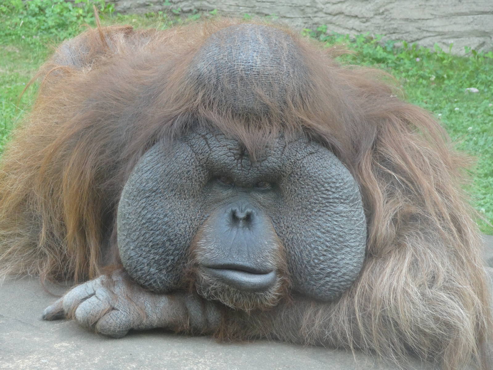 Bornean orang-utan