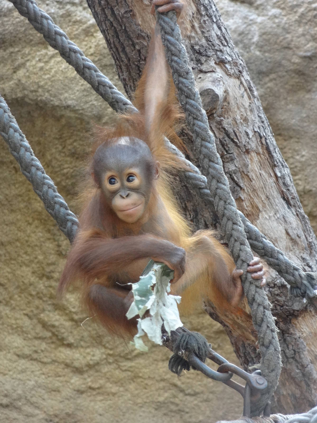 Bornean orang-utan