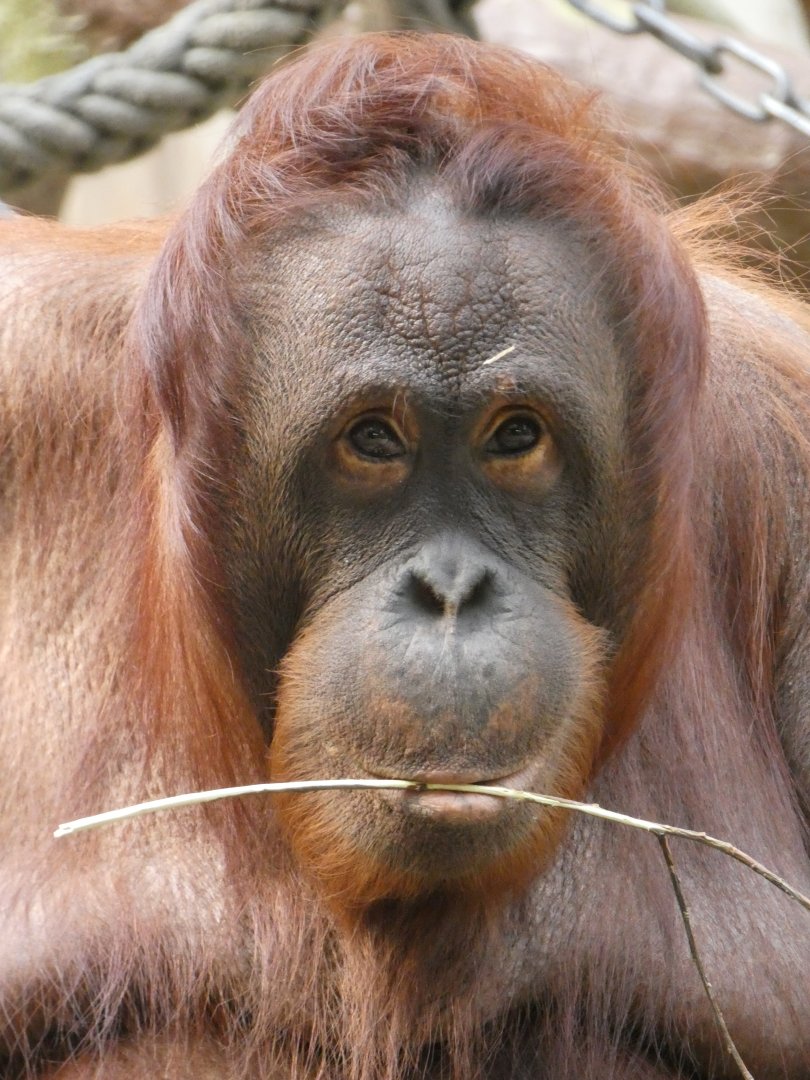 Bornean Orang-utan