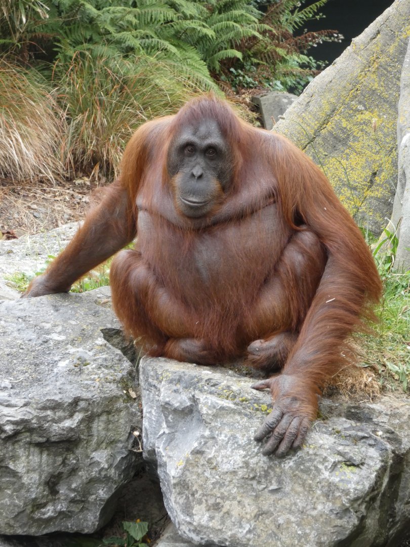 Bornean orang-utan