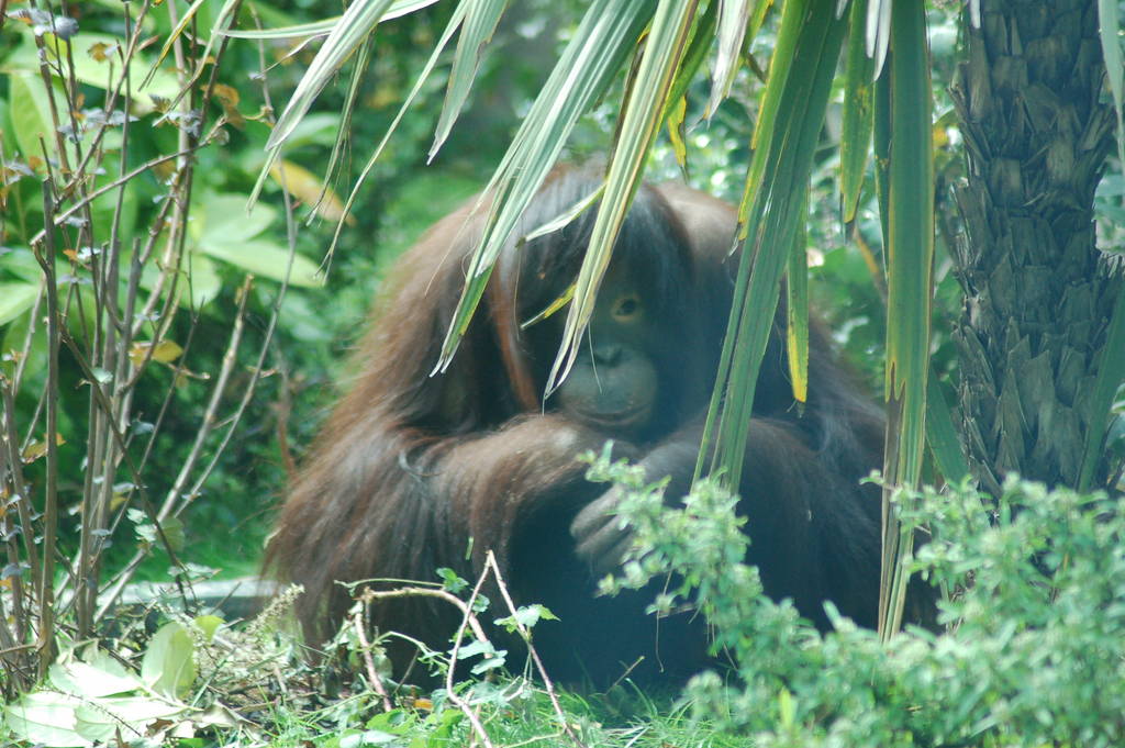 Bornean orang-utan
