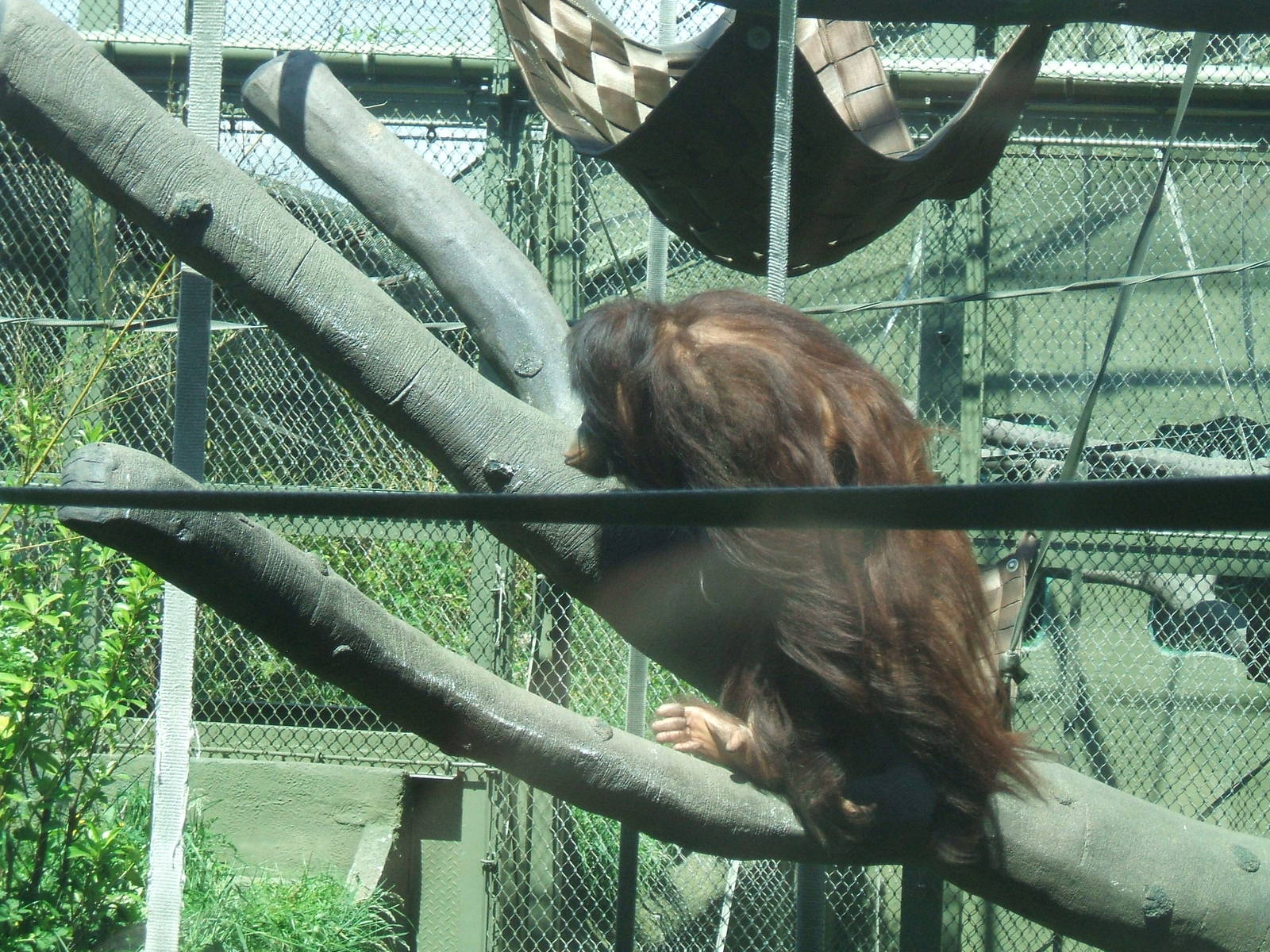 Bornean Orang-Utan