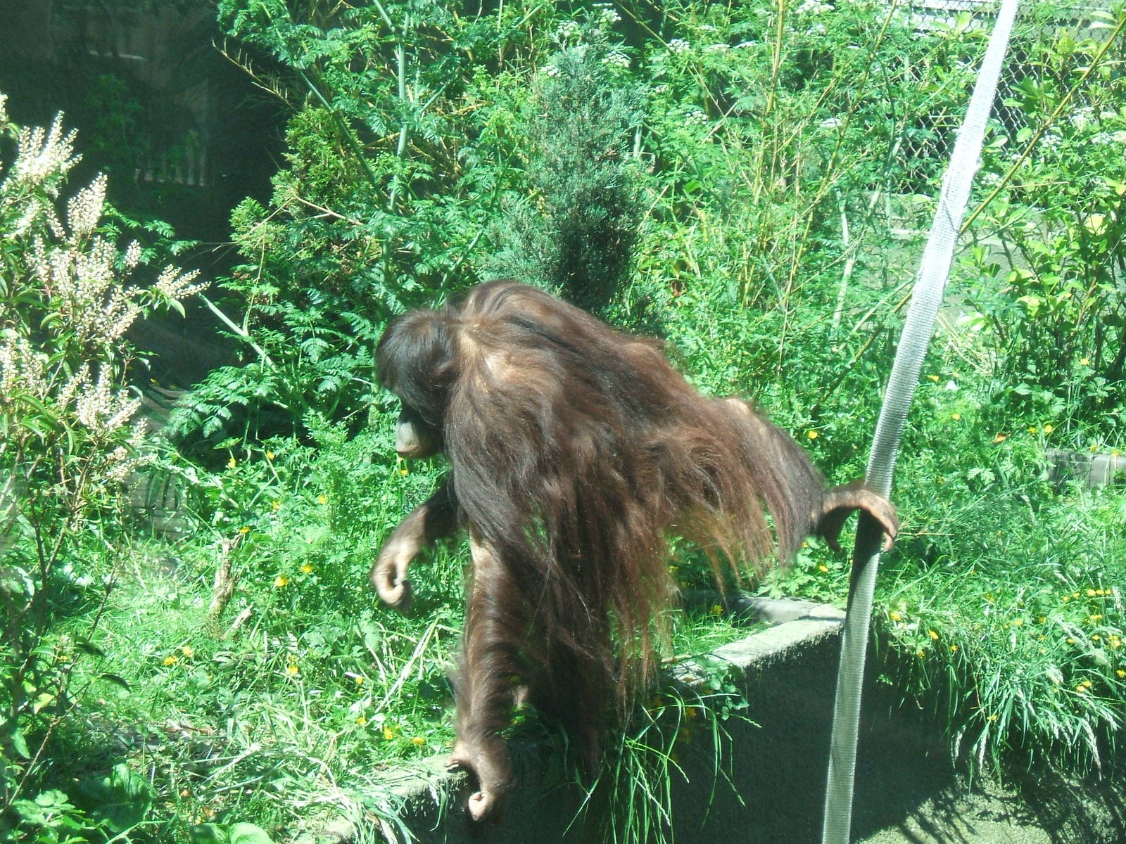 Bornean Orang Utan
