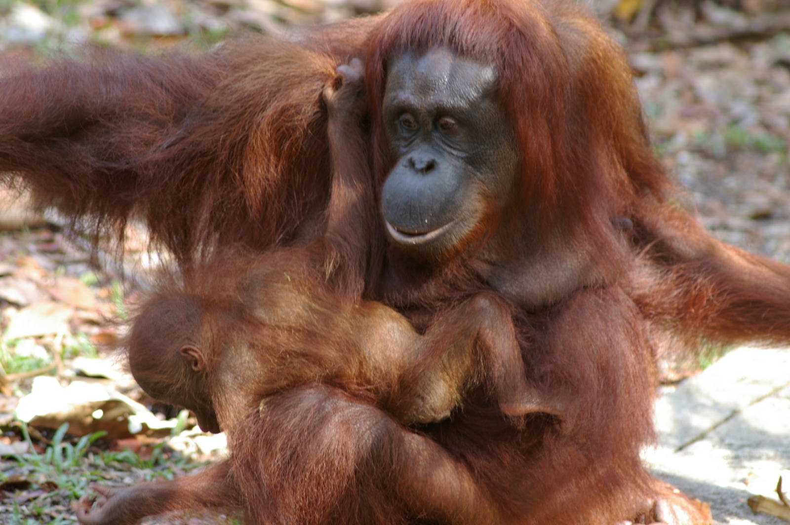 Bornean orang-utan