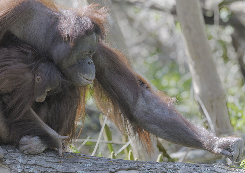 Bornean orang utans 'Chinta' & 'Natalia' at the feeder