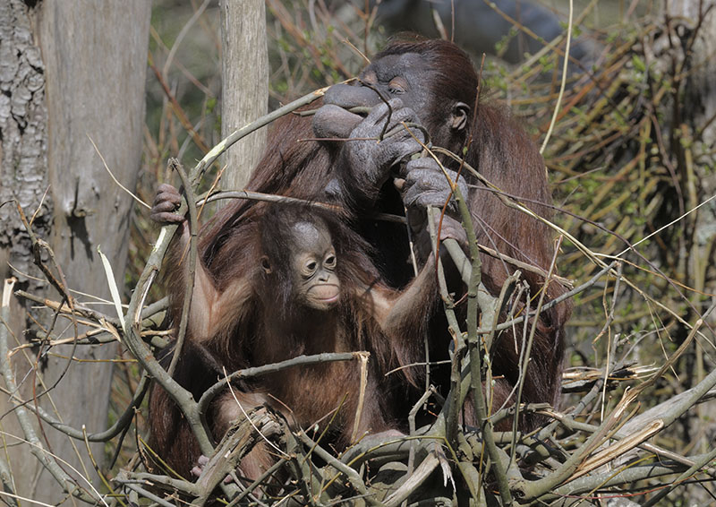 Bornean orang utans 'Chinta' & 'Natalia'