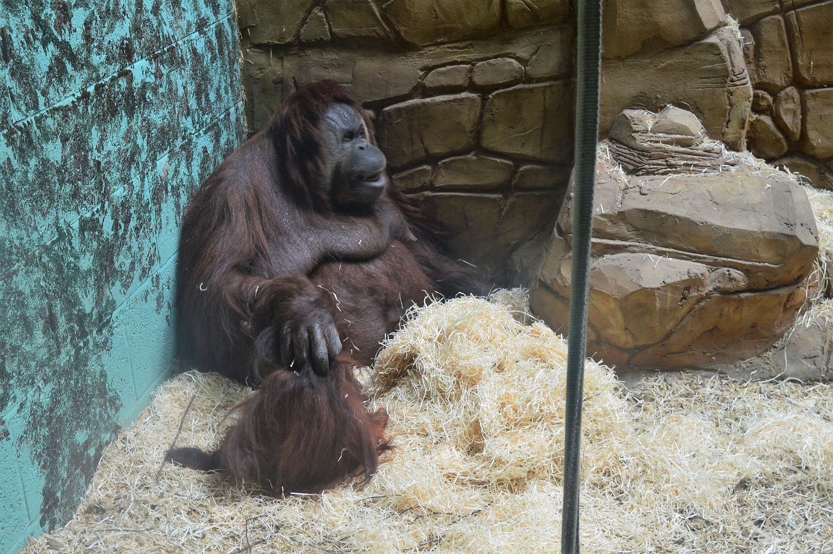 Bornean orang utans indoors