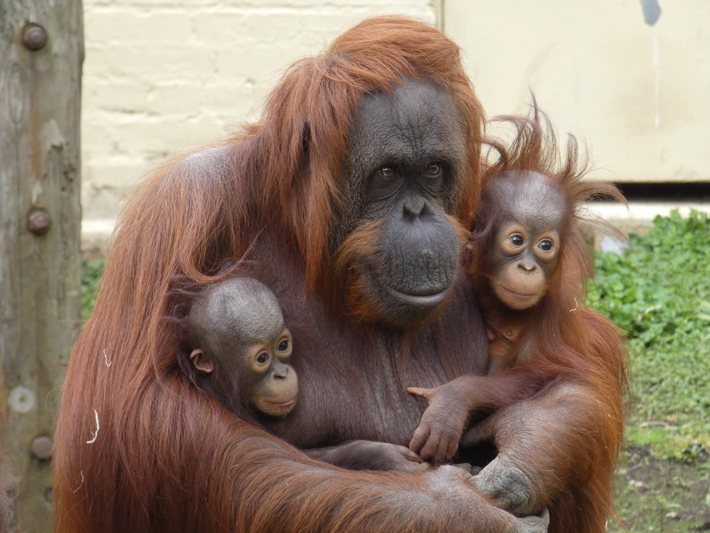 Bornean orang-utans (Jaz, Joe and Jim)