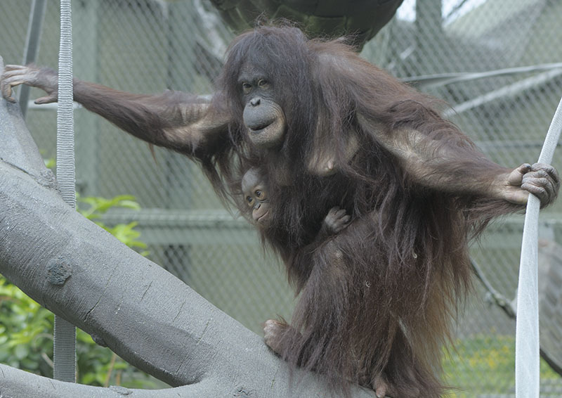 Bornean orang utans Leia and Latifah