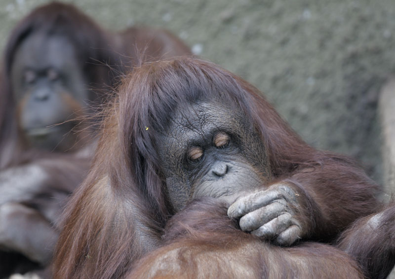 Bornean orang utans Martha, Sarikei and Iznee