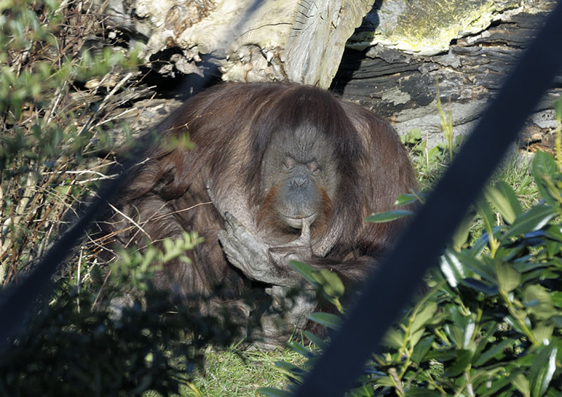 Bornean orang utans Martha