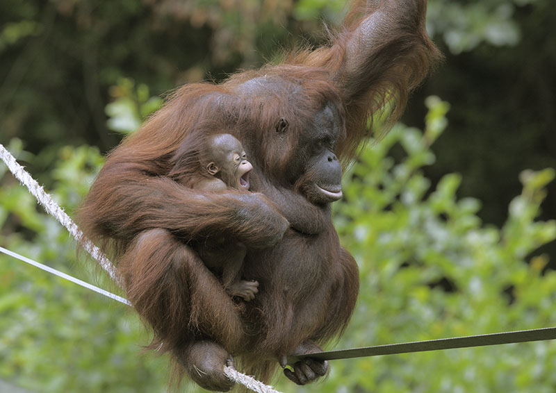 Bornean orang utans Natalia and Chinta