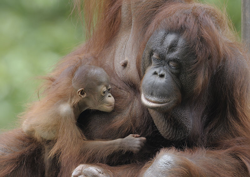 Bornean orang utans Natalia and Chinta