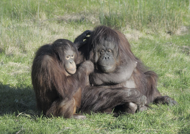 Bornean orang utans Sarikei and Iznee
