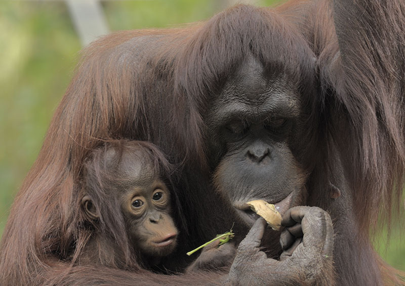 Bornean orang utans Tatau and Mali
