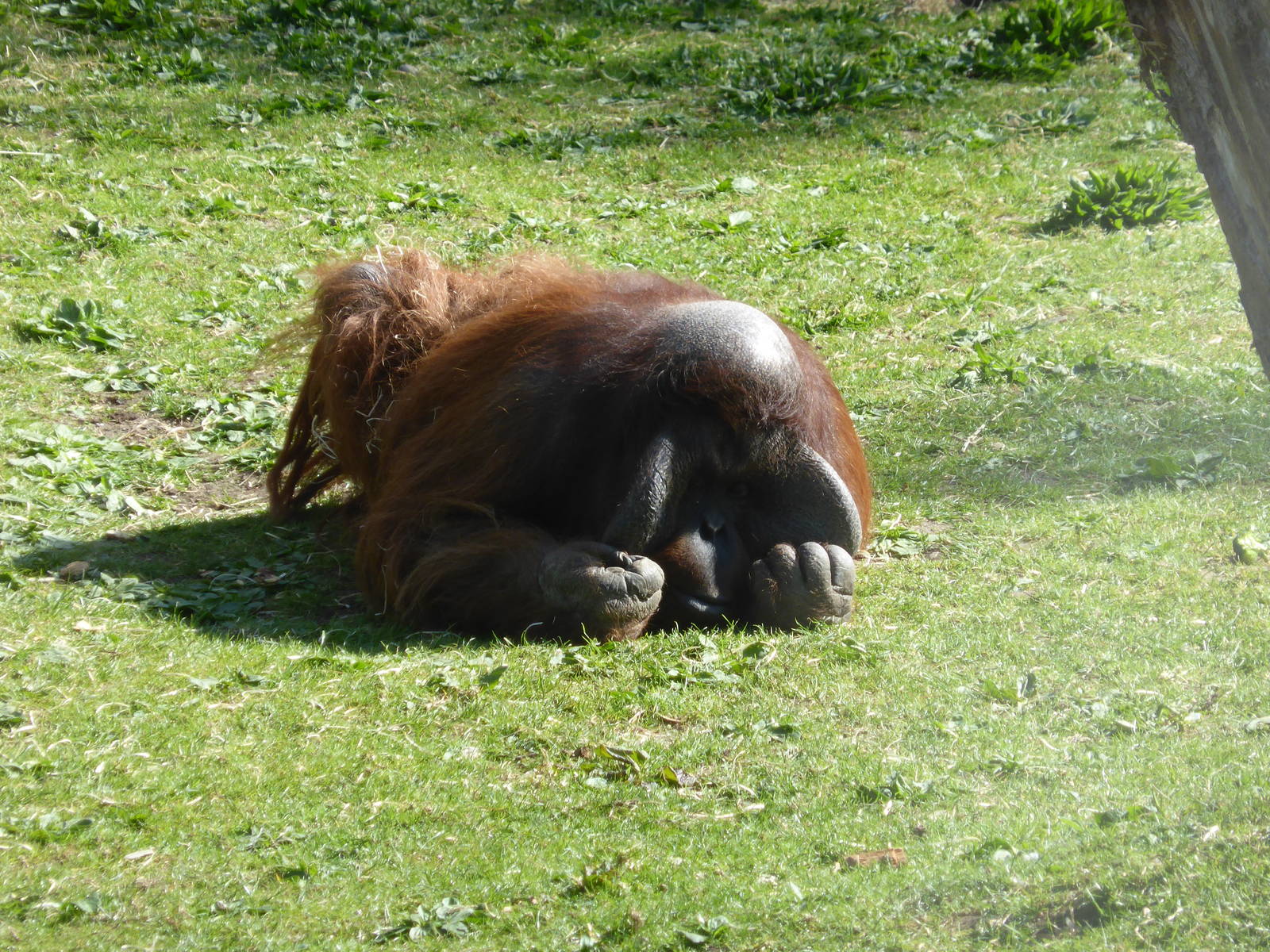 Bornean orang-utans