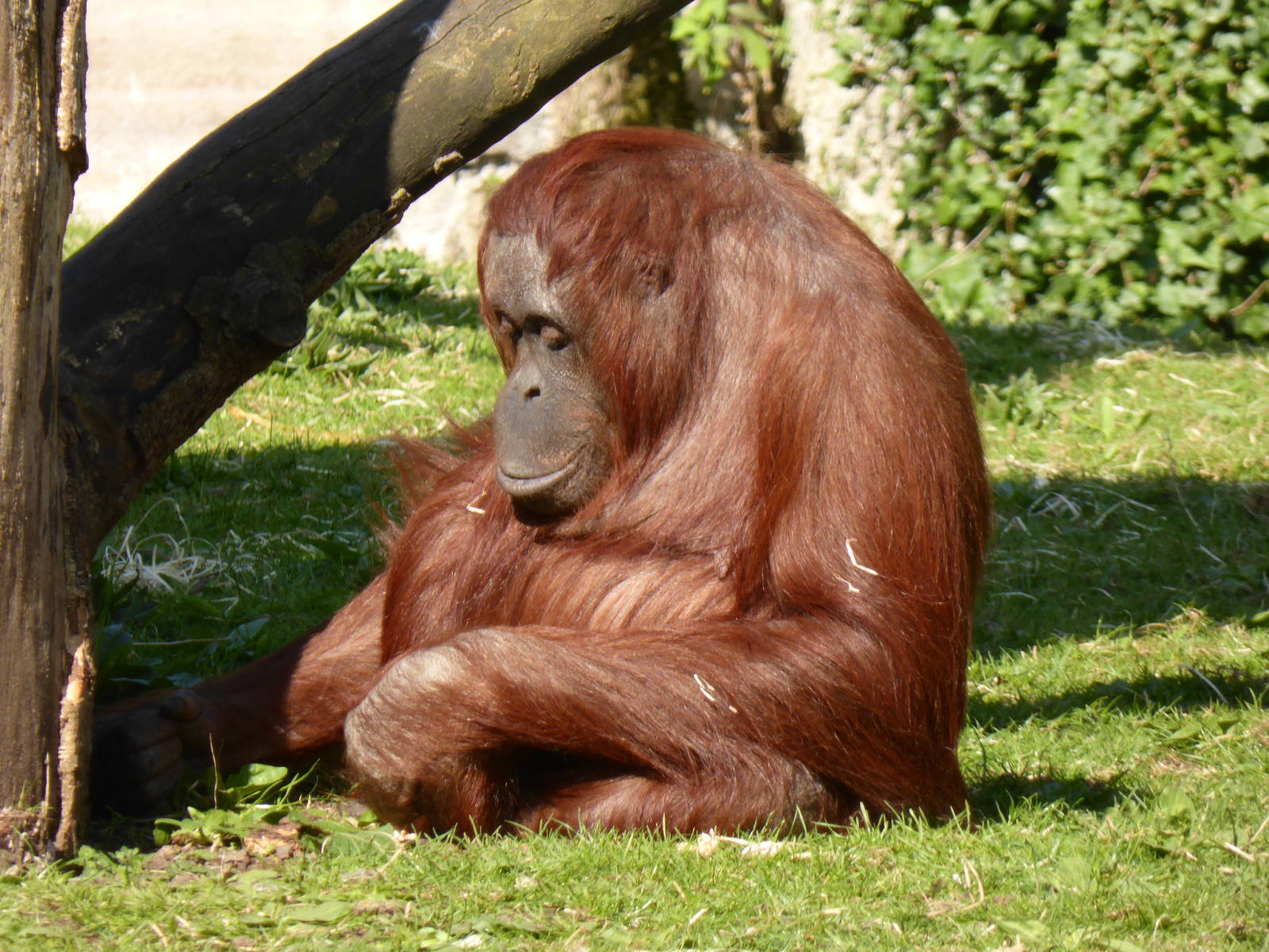 Bornean orang-utans