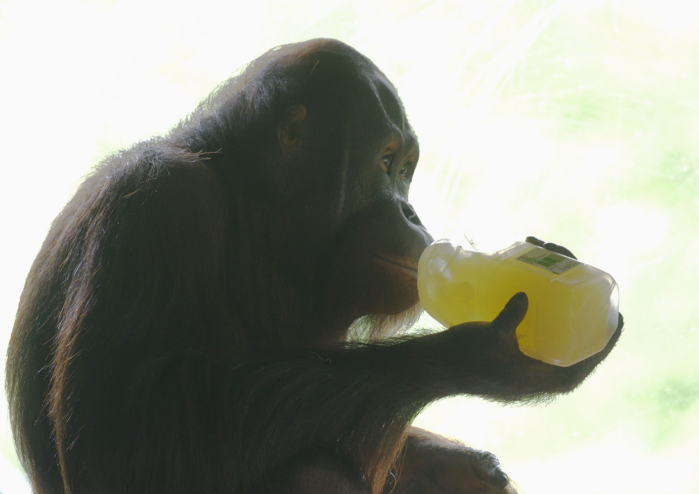 Bornean orang Wousan