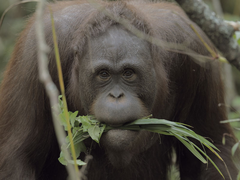 Bornean orang