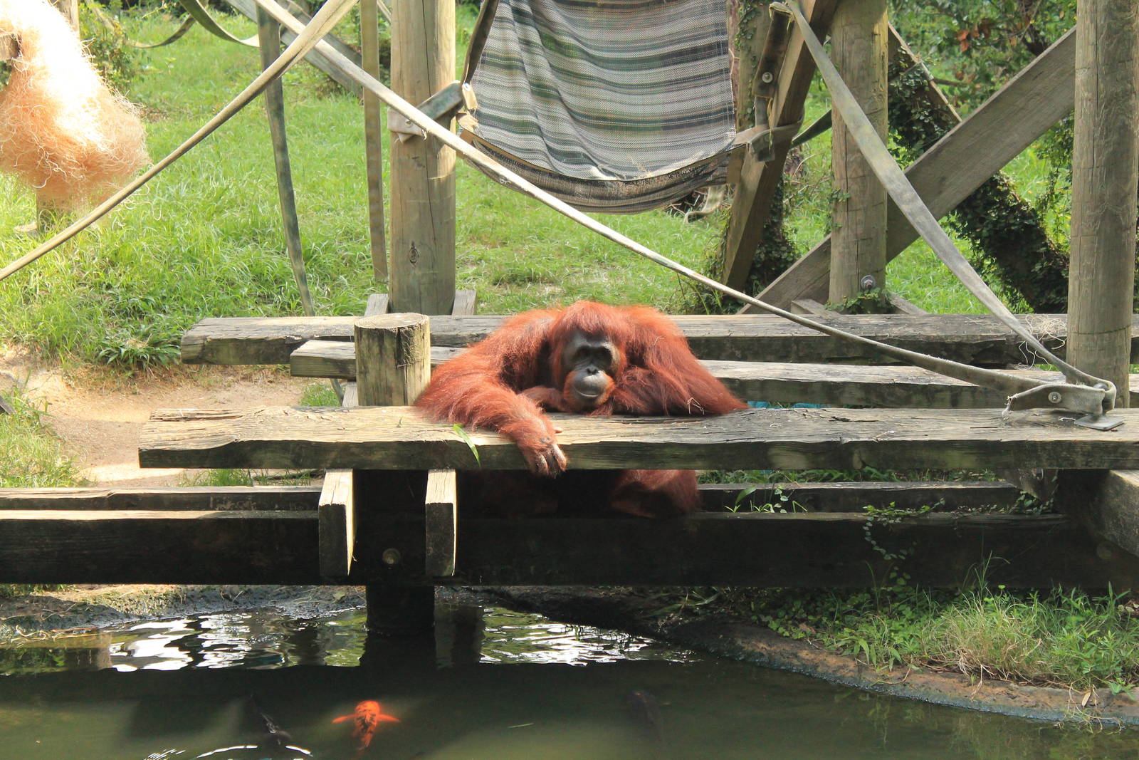 Bornean Orang