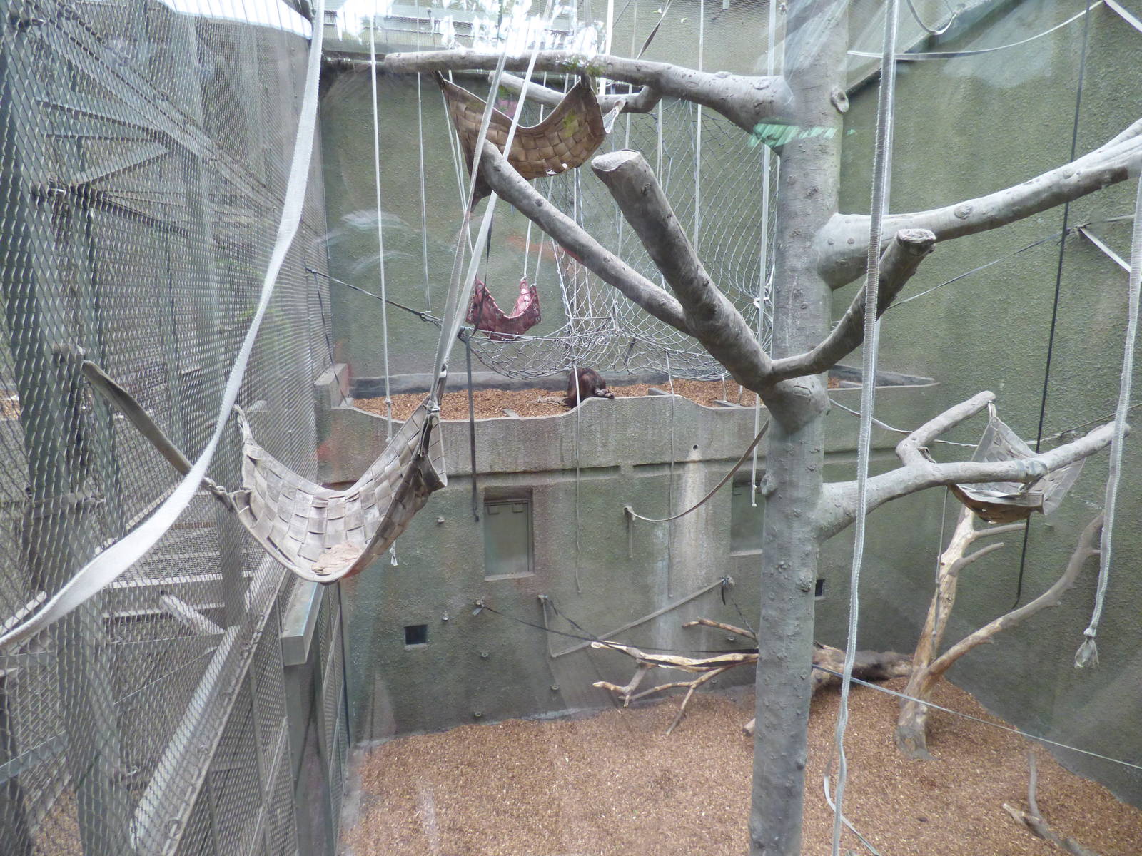 Bornean Orangs in ROTRA