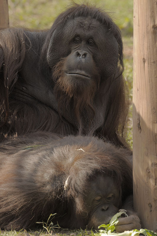Bornean orangs mating