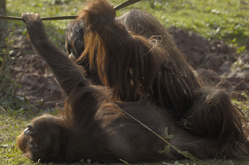 Bornean orangs mating