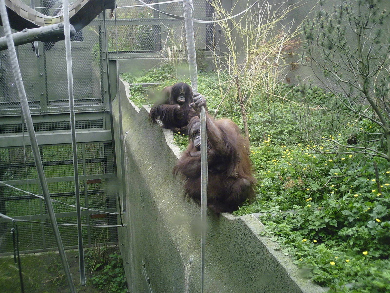 Bornean Orangutan 10-05-2009