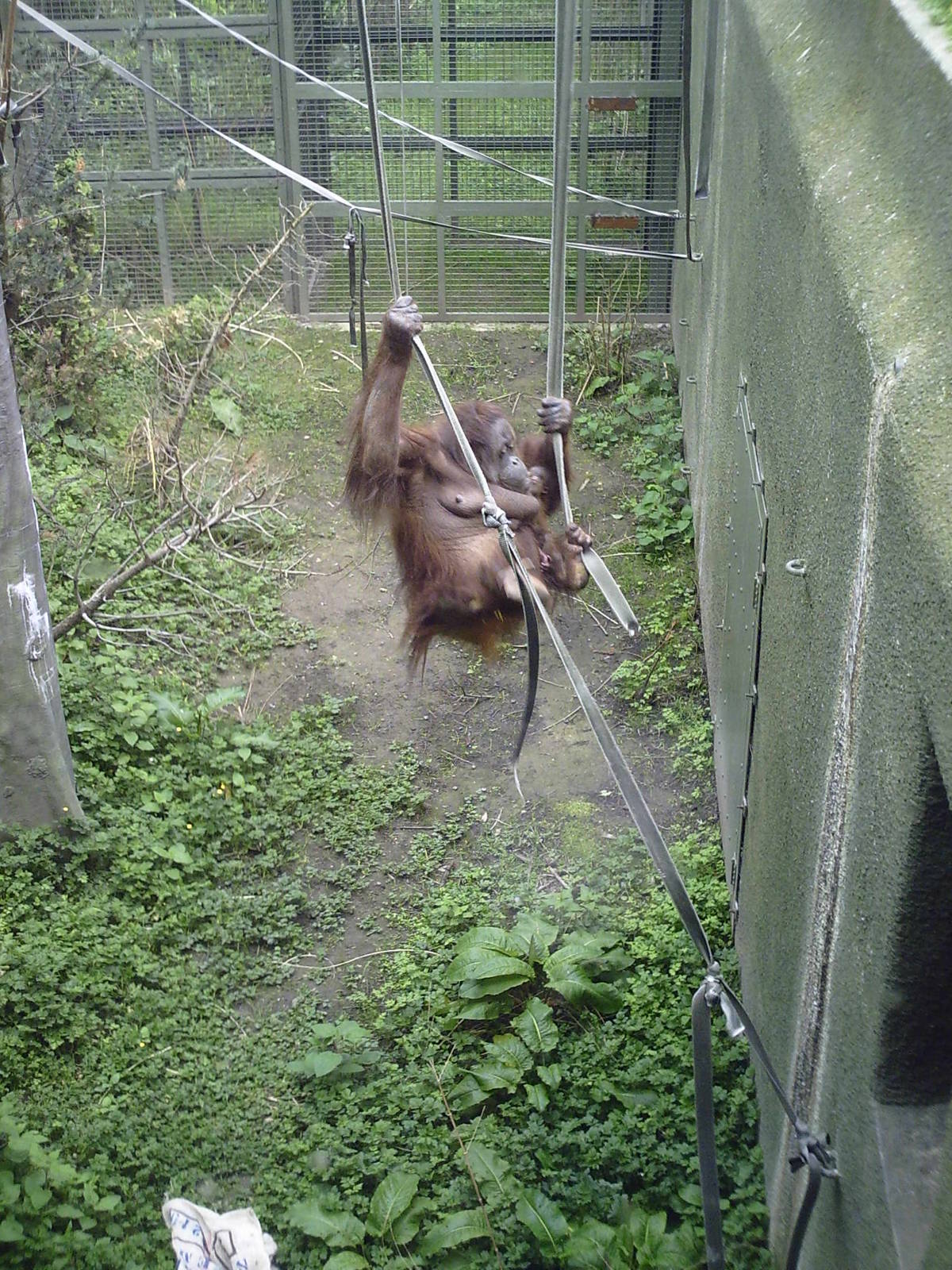 Bornean Orangutan 10-05-2009