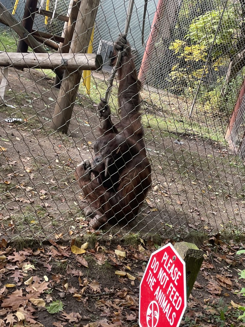 Bornean Orangutan (10/30/21)