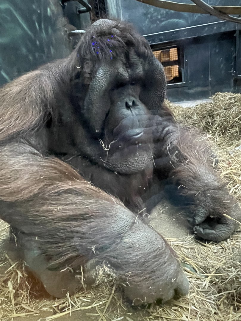 Bornean Orangutan (12/30/23)