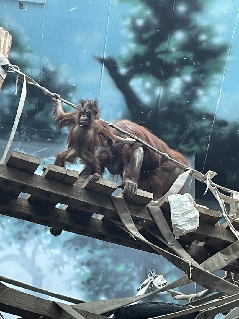 Bornean Orangutan (12/30/23)