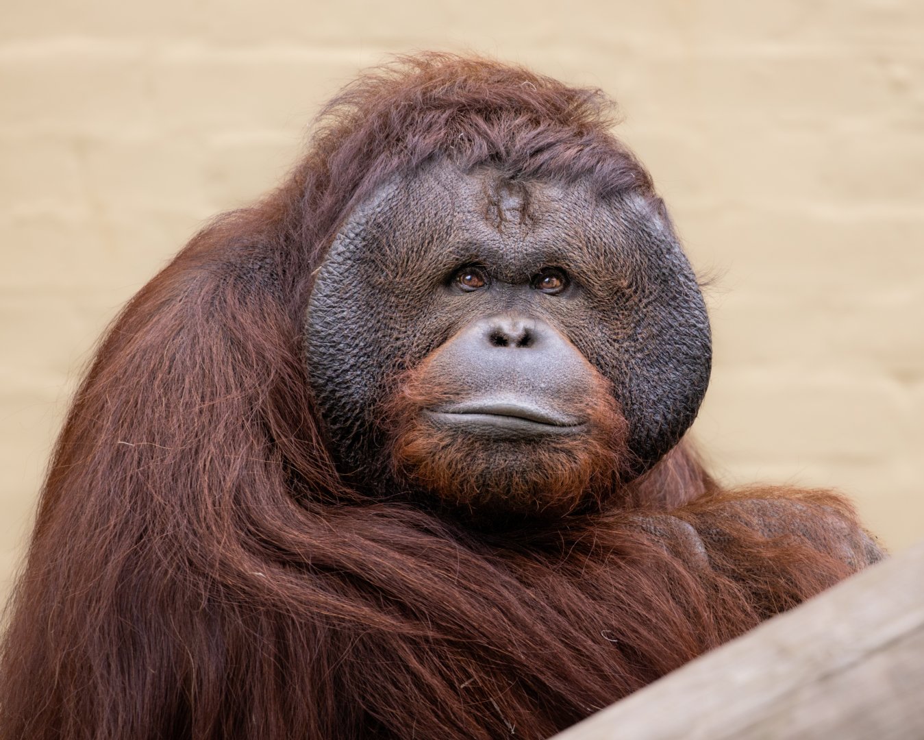 Bornean Orangutan / 12-5-22 / Dudley