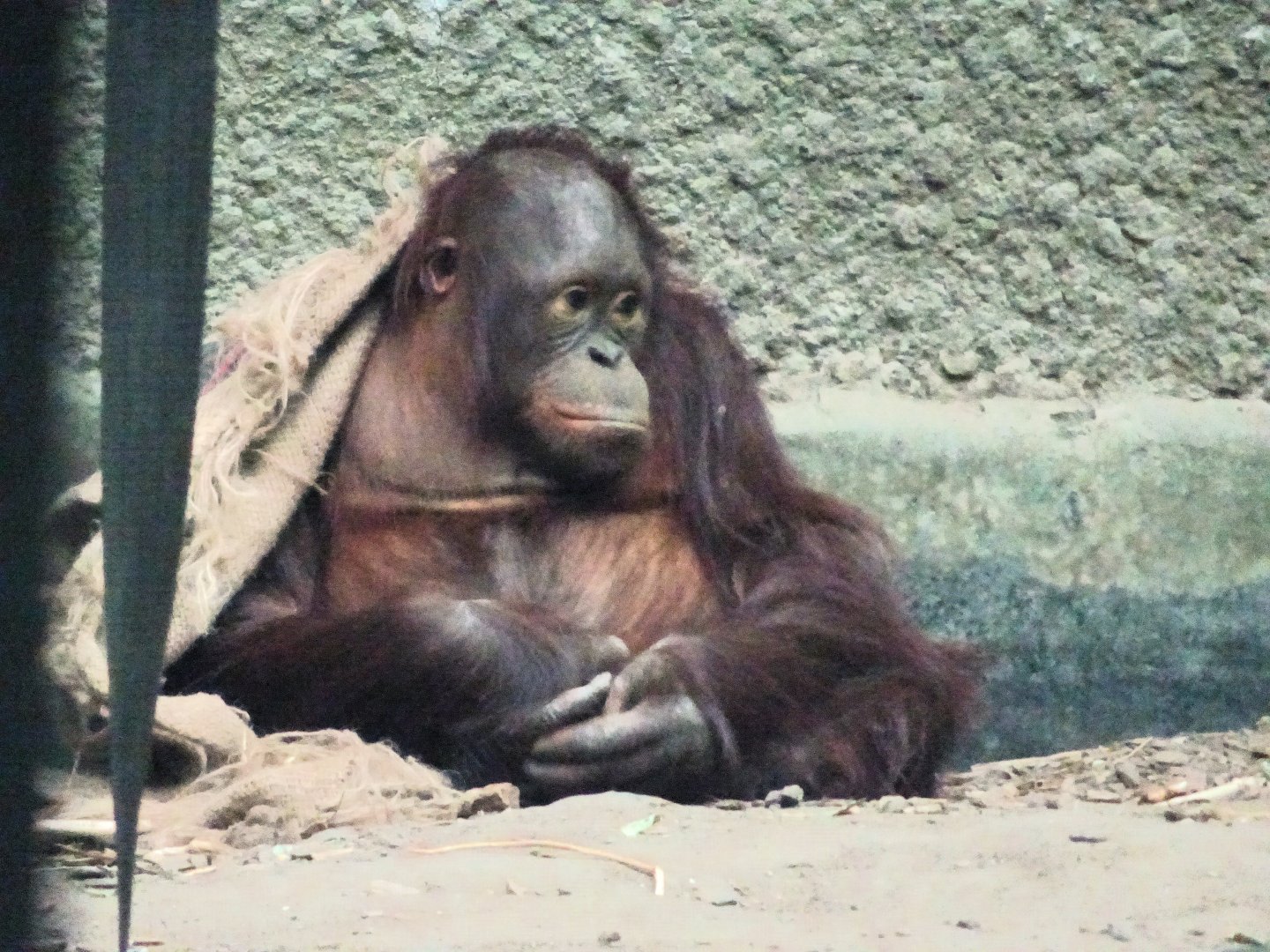 Bornean Orangutan 13 September 2025