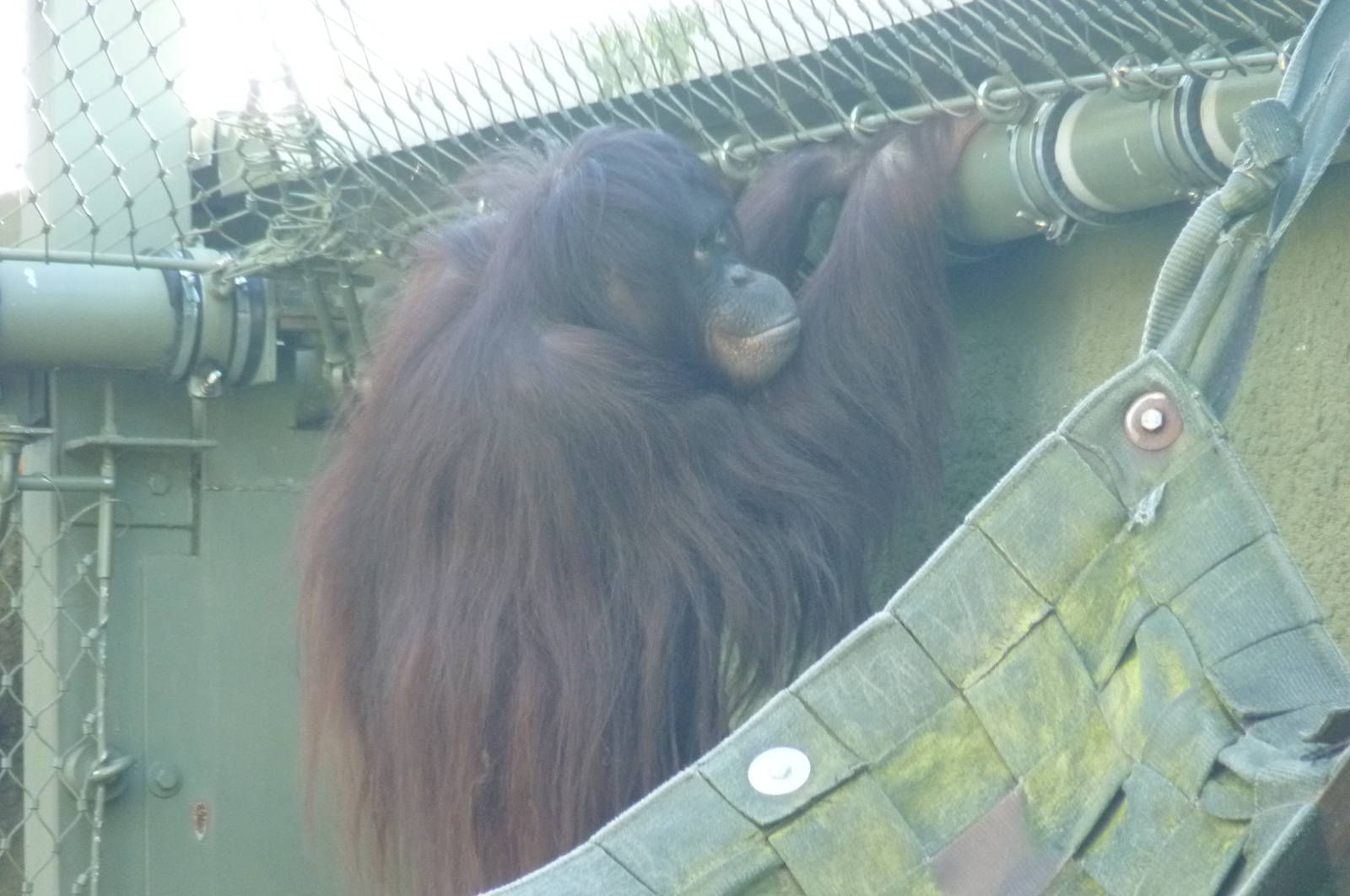 Bornean Orangutan, 16 October 2012