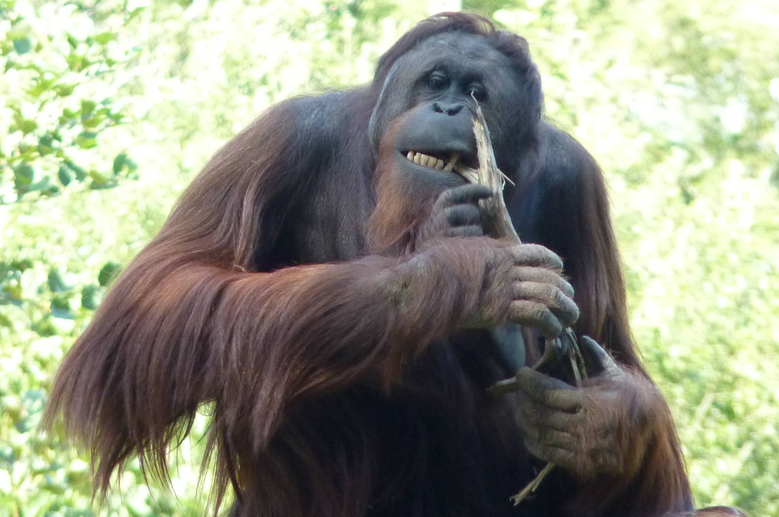 Bornean Orangutan, 19 September 2012