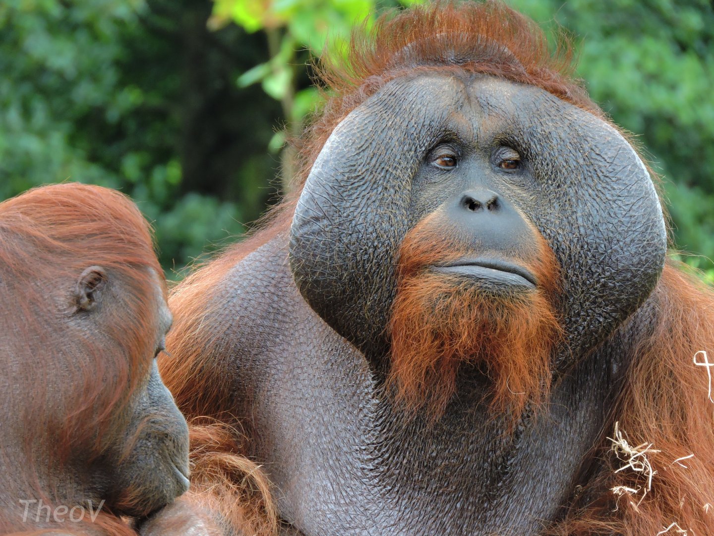 Bornean orangutan [2016]