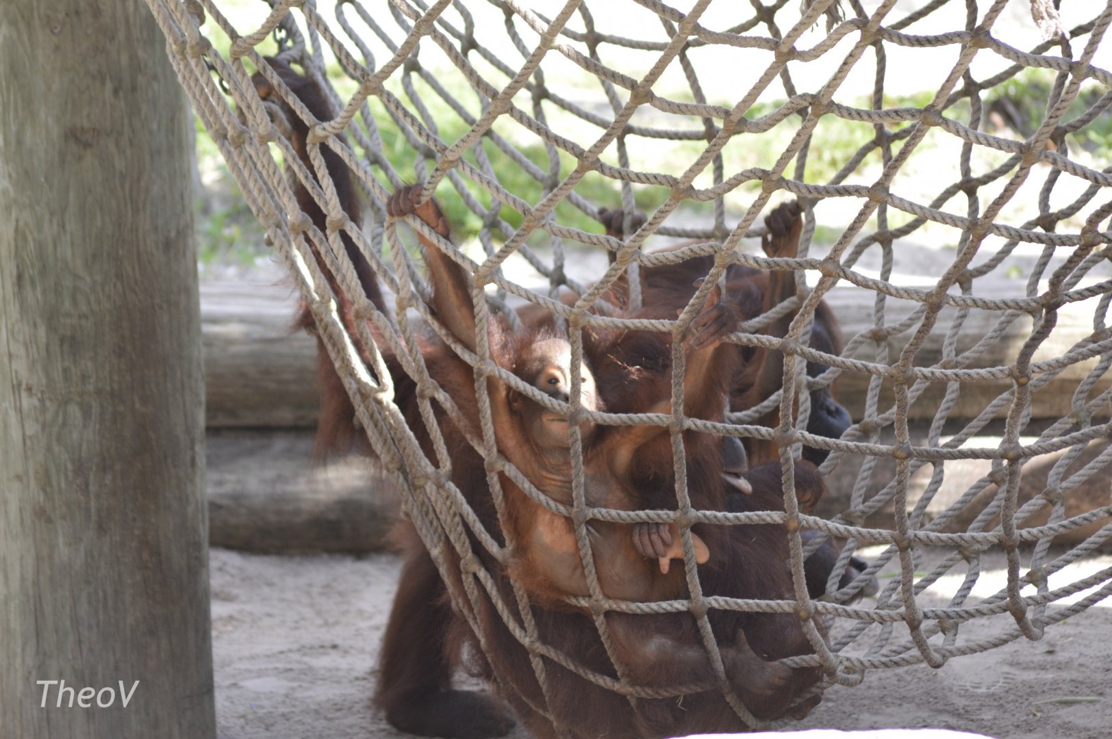 Bornean orangutan [2017]