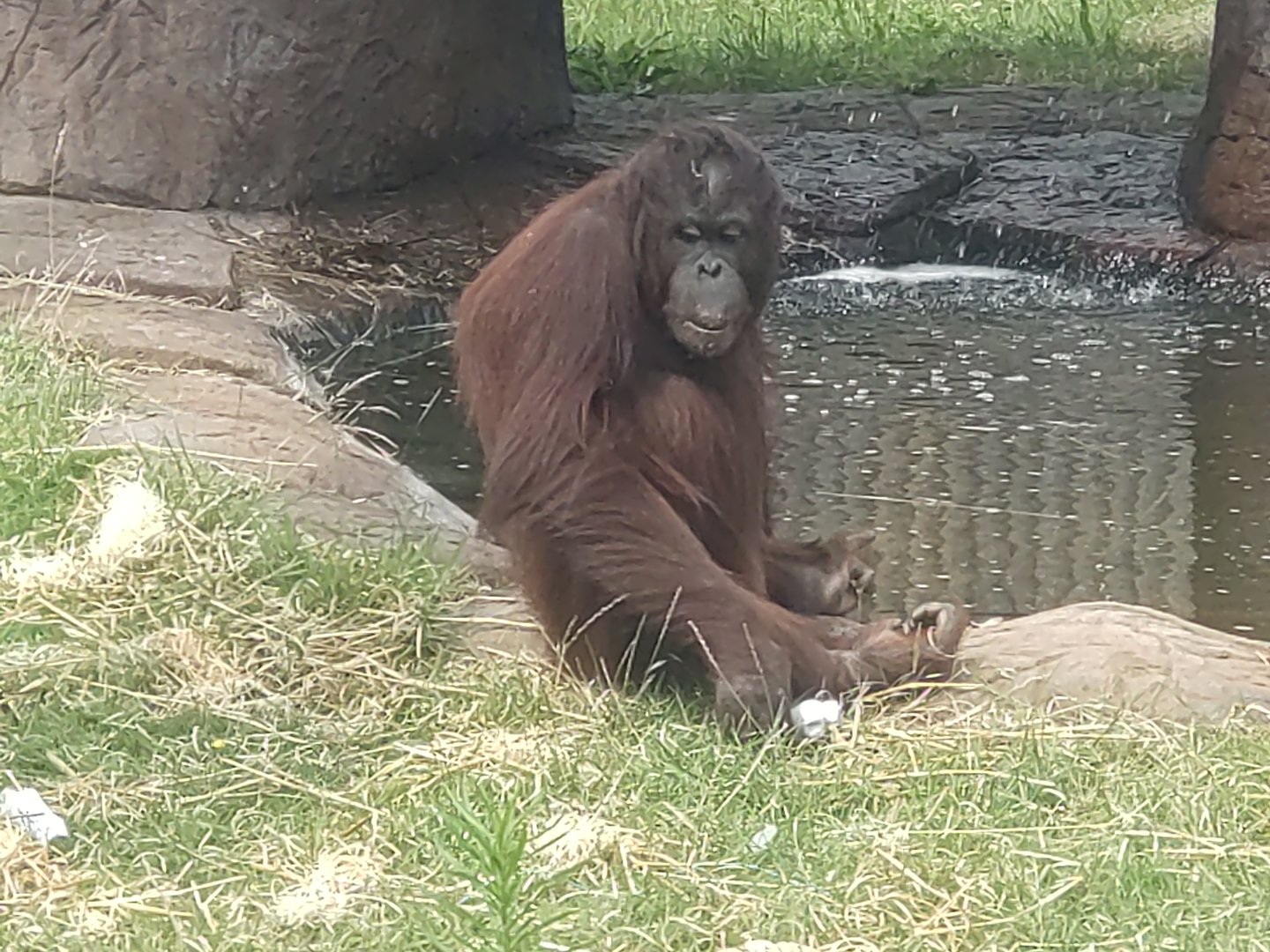 Bornean orangutan 22/7/23