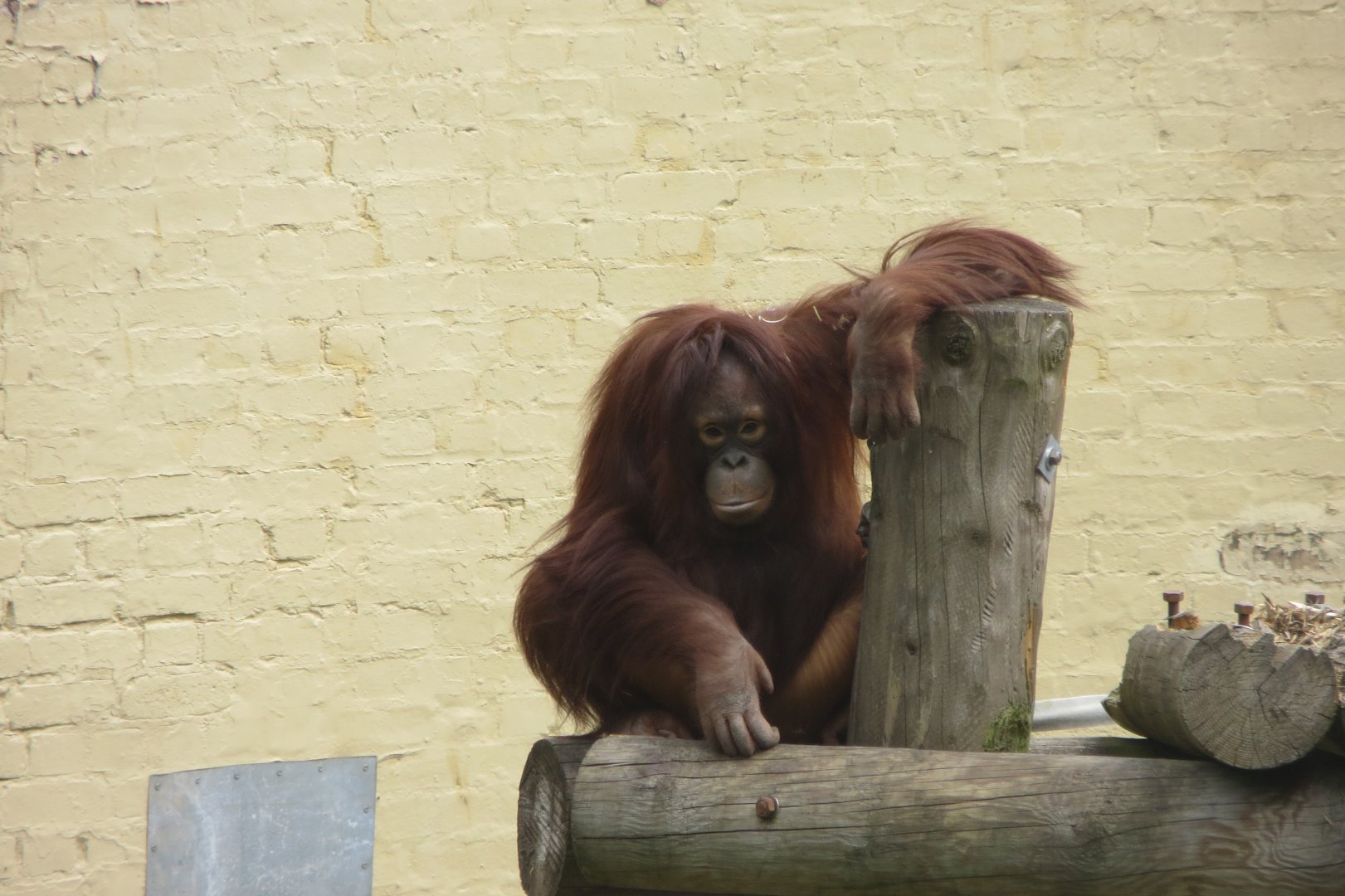 Bornean orangutan 230619