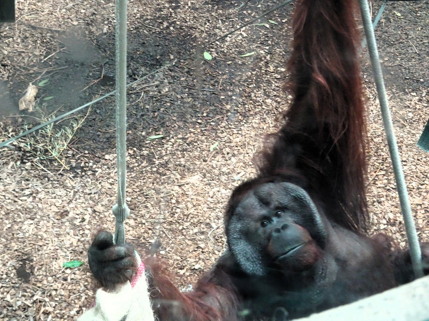 Bornean orangutan 24 August 2025